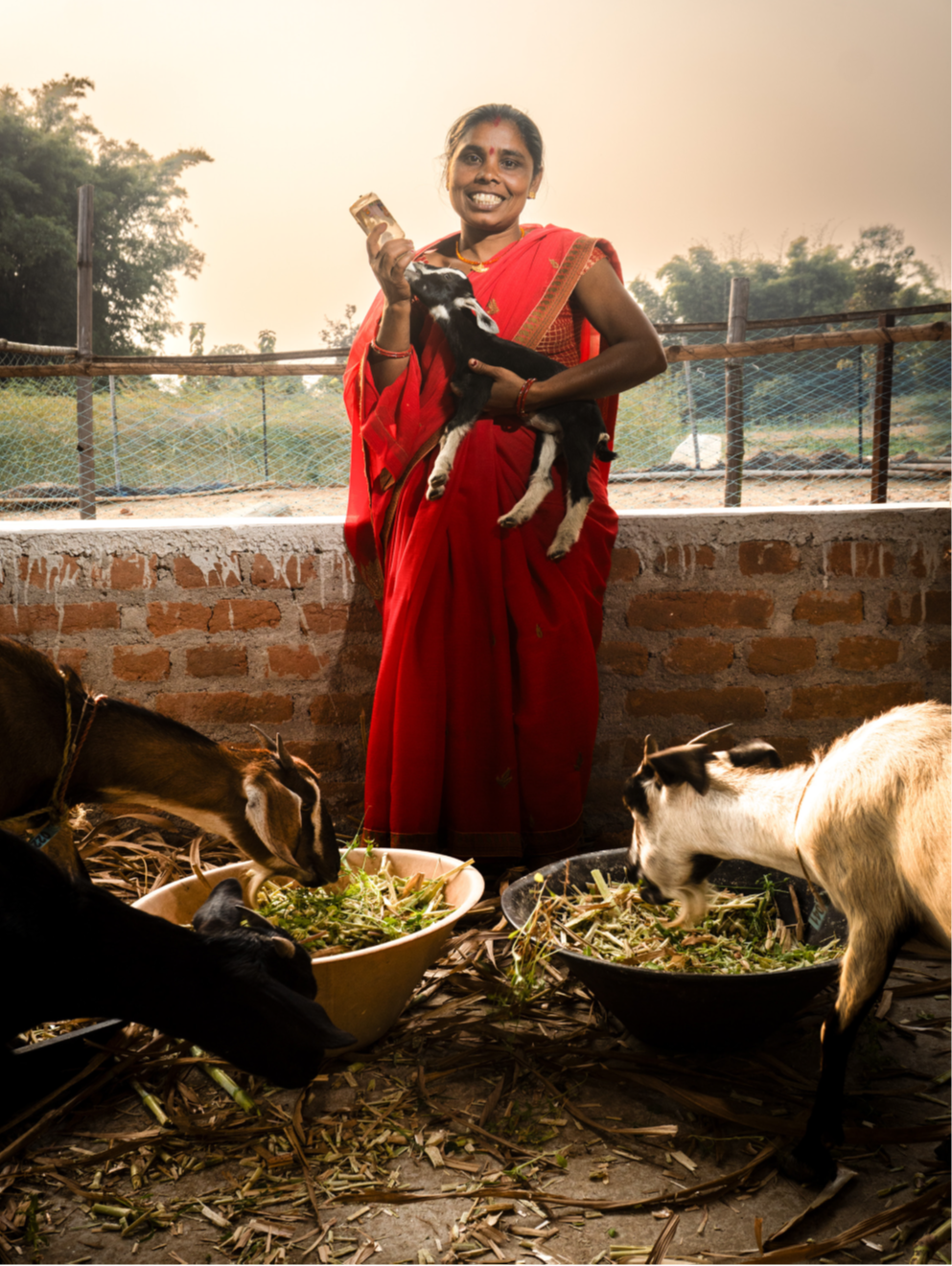 From Tradition to Innovation: Rupa Devi’s Vision for Superior Goat Breeds